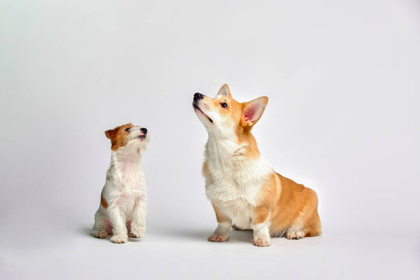 Dogs play in the studio on a white background looks at the top of Jack Russell Terrier and Welsh Corgi, isolate - Photo, Image