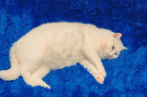 Funny bílá kočka a modrý přehoz - Fotografie, Obrázek