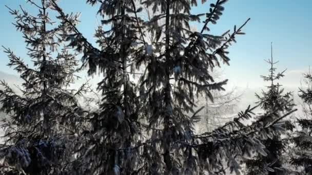 Groenblijvende bomen met sneeuw op de takken in fel zonlicht - Video