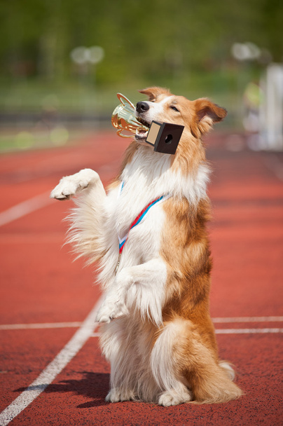 border collie dog wins - Φωτογραφία, εικόνα