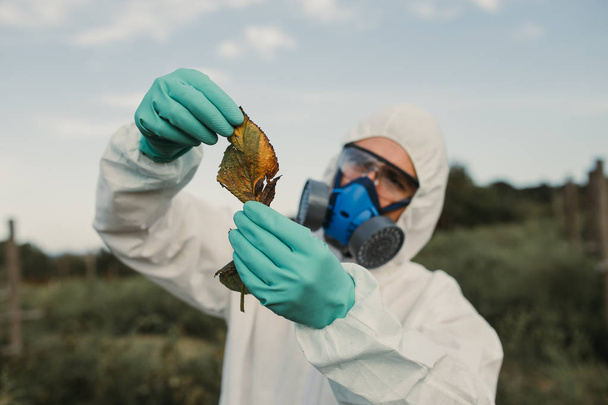Weed control. Industrial agriculture researching. Man with digital tablet in protective suite and mask taking weed samples in the field. Natural hard light on sunny day.  - 写真・画像