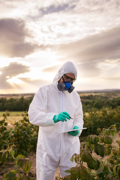 Weed control. Industrial agriculture researching. Man with digital tablet in protective suite and mask taking weed samples in the field. Natural hard light on sunny day.  - Fotoğraf, Görsel