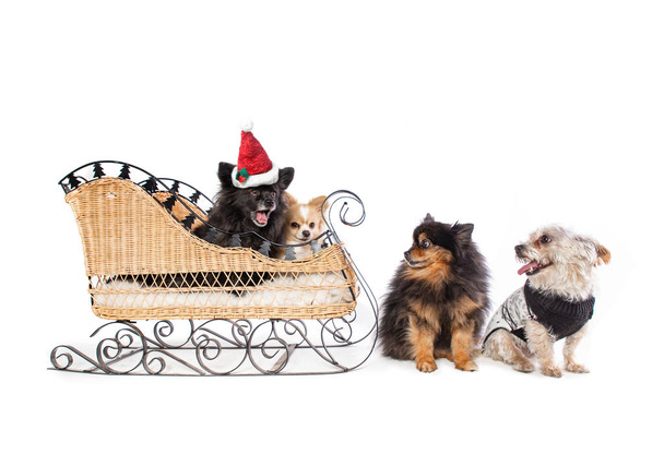 simpatici cani in slitta con costumi di Natale su
 - Foto, immagini