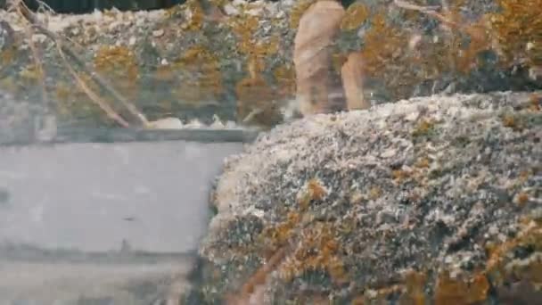 Sininen moottorisaha leikkaa puunrungot tulta varten - Materiaali, video