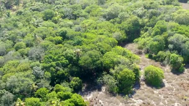 Légifelvételek trópusi erdő, jungle, a Praia Do Forte, Brazília. Részletes légi felvétel a támogató buja páfrányok és pálmák fák az erdő. hegyvonulatok és hills evergreen erdővel borított. - Felvétel, videó