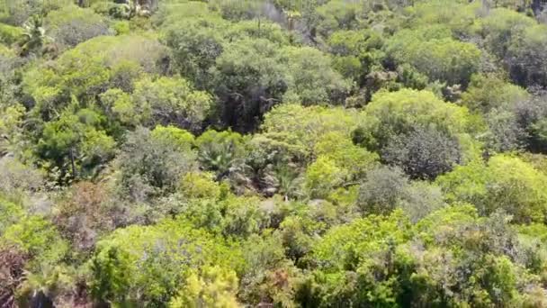 Luftaufnahme von tropischen Wäldern, Dschungel in Praia do forte, Brasilien. Detaillierte Luftaufnahme eines Waldes mit üppigen Farnen und Palmen. Bergketten und Hügel mit immergrünem Wald bedeckt. - Filmmaterial, Video