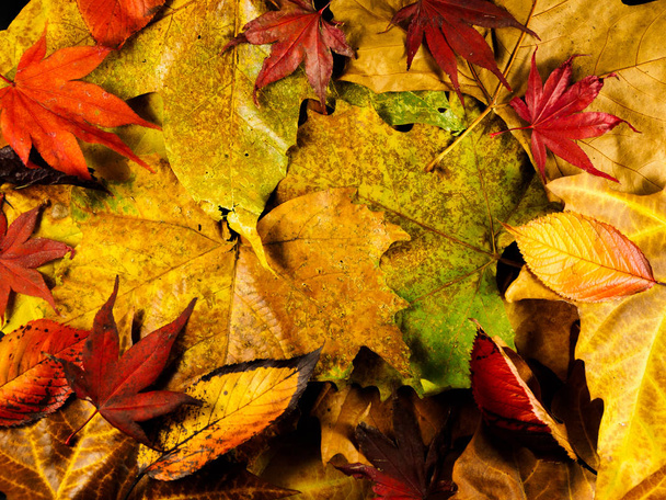 Осень листья фона
 - Фото, изображение