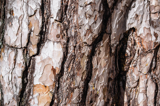 Tree trunk texture - Zdjęcie, obraz