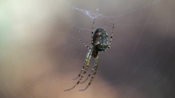 Spider in its web - Footage, Video