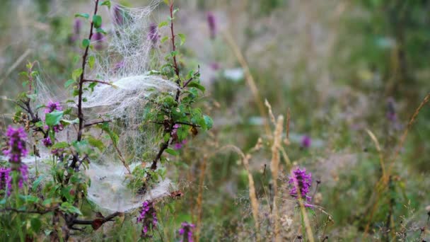 Spider web in morning - Video, Çekim