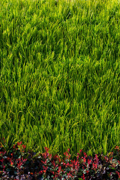  Folhas verdes da primavera como pano de fundo
 - Foto, Imagem