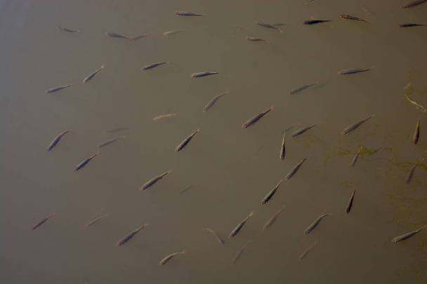 Pesce in abbondanza nelle acque fangose
 - Foto, immagini