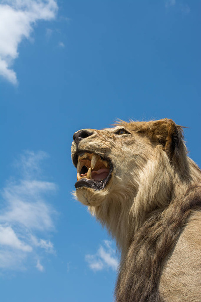 Pää täytetyt leijona suu auki
 - Valokuva, kuva