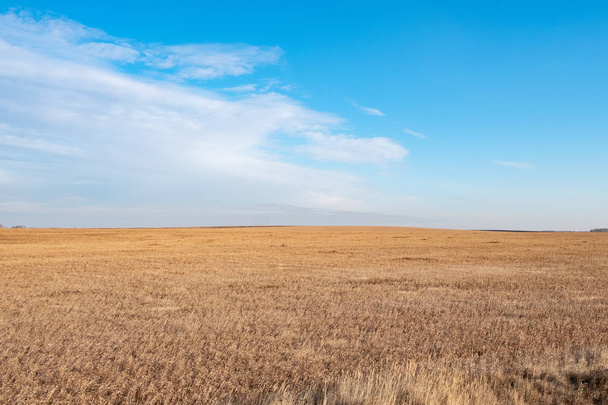 желтое наклонное поле осенью и голубое облачное небо
 - Фото, изображение