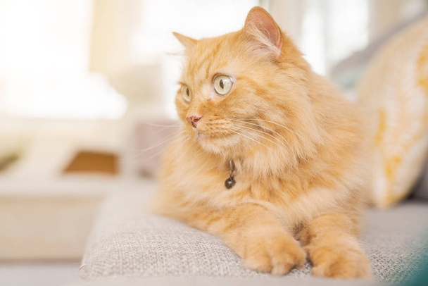 晴れた日に家でソファーに横になっている生姜の美しい長い髪の猫 - 写真・画像