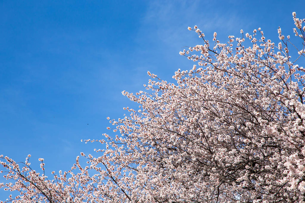 Весняні квіти. Гілки квітучого абрикоса на тлі блакитного неба. Білий цвіт. Весняний фон
. - Фото, зображення
