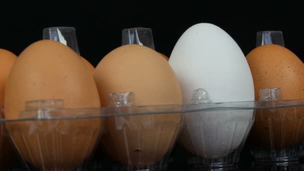 Velká hnědá a jedna bílá Kuřecí vejce v průhledném plastovém zásobníku na bílém pozadí - Záběry, video