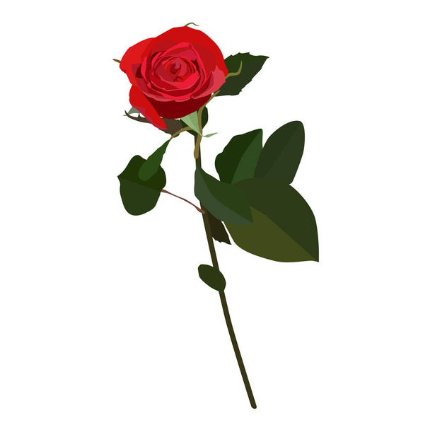 Virágzó piros rózsa vektor lapos elszigetelt illusztráció - Vektor, kép