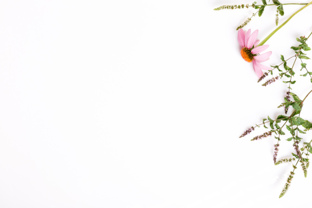Echinacea, Yarrow, φαρμακευτικά βότανα φόντο, επίπεδη lay, κορυφαία προβολή - Φωτογραφία, εικόνα