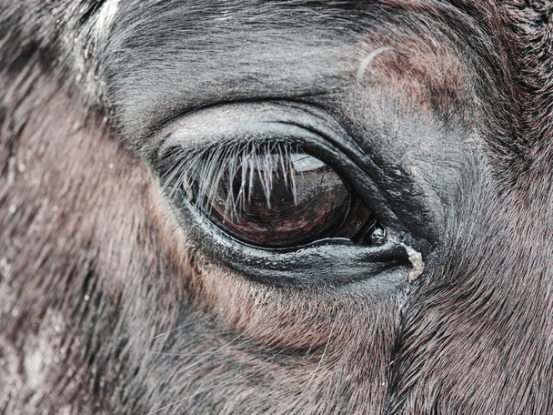 Kilátás-ba barna szem-ból barna befest ló. - Fotó, kép