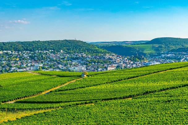 Vineyards near Rudesheim am Rhein in Germany - Zdjęcie, obraz