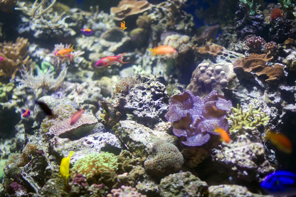 Beautiful underwater background with corals and fish. Multi-colored marine ocean plants. Exotic flora water - Photo, Image