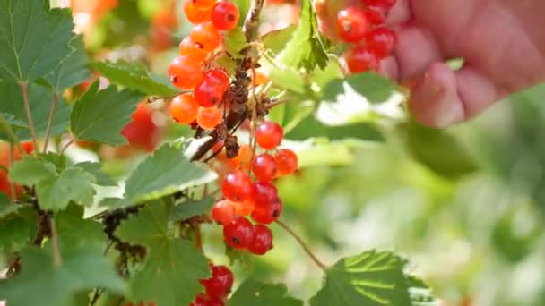 Yaz bahçesinde çalılar gelen kırmızı frenk üzümü çilek meyve toplamak closeup eller, hasat sezonu - Video, Çekim