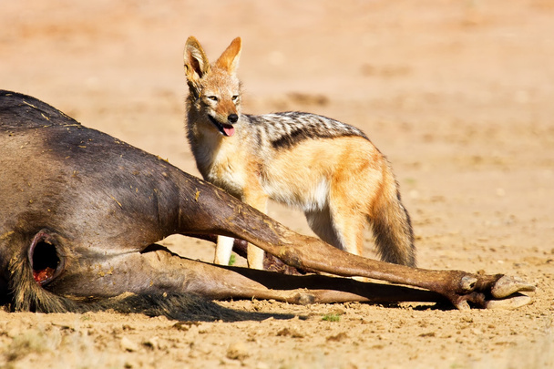 Black backed jackal eating dead - Photo, image
