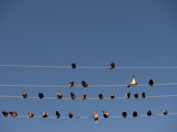Птицы сидят на проводах
 - Фото, изображение