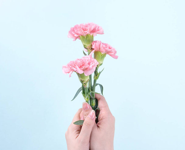 Woman giving bunch of elegance blooming baby pink color tender carnations isolated on pale blue background, mothers day decor design concept, top view, close up, copy space - Valokuva, kuva