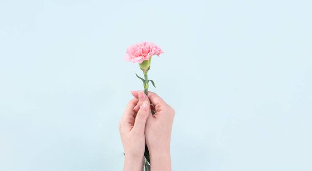 Woman giving bunch of elegance blooming baby pink color tender carnations isolated on pale blue background, mothers day decor design concept, top view, close up, copy space - Fotó, kép