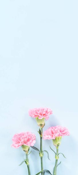 Hermosa flor fresca bebé rosa color tierno claveles aislados sobre fondo azul brillante, madre día gracias concepto de diseño, vista superior, plano laico, espacio de copia, primer plano, maqueta
 - Foto, Imagen