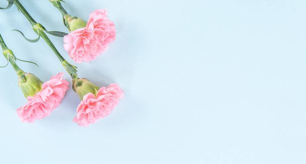 Beautiful fresh blooming baby pink color tender carnations isolated on bright blue background, mothers day thanks design concept,top view,flat lay,copy space,close up,mock up - Foto, afbeelding