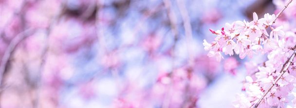 美しい桜の花桜を咲か春城公園、コピー領域のクローズ アップ、マクロ. - 写真・画像