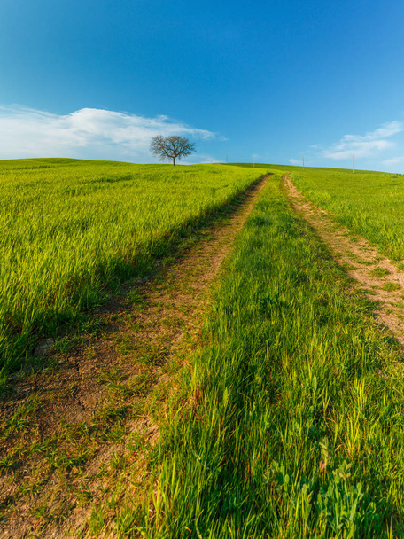 Venkovská scéna se zelenými venkovskými poli a silnicí pod modrou oblohou v Toskánsku, Itálie - Fotografie, Obrázek