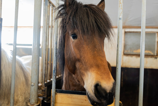 Cavallo bruno islandese in Islanda
 - Foto, immagini