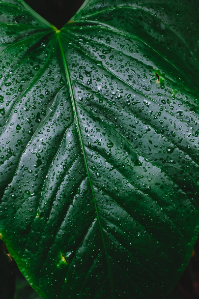 Textuur van groen verlof met waterdruppels - Foto, afbeelding