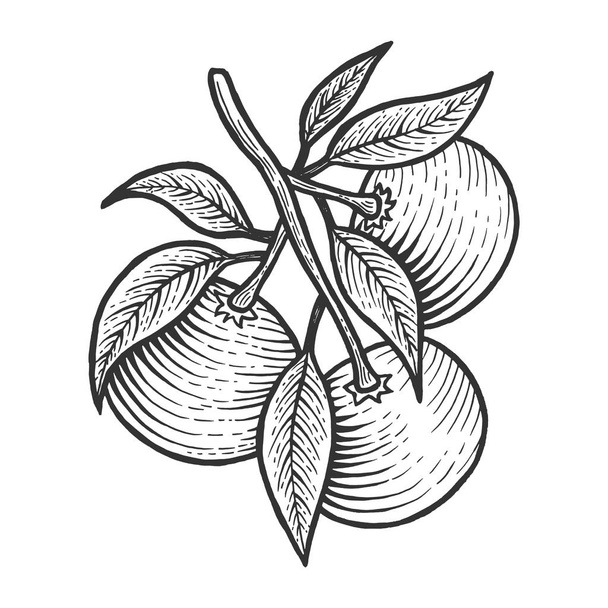 Mandarin orange citrus exotic fruit sketch engraving vector illustration. Scratch board style imitation. Black and white hand drawn image. - Vetor, Imagem