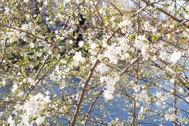 Kirsikankukkia Euroopassa. Kirsikkapuu valkoisissa kukissa. Hämärtävä tausta
.  - Valokuva, kuva