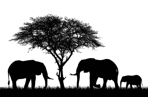 Reális illusztrációja sziluettje három elefánt szafari Afrikában. Akác fa és fű elszigetelt fehér háttér - vektor - Vektor, kép