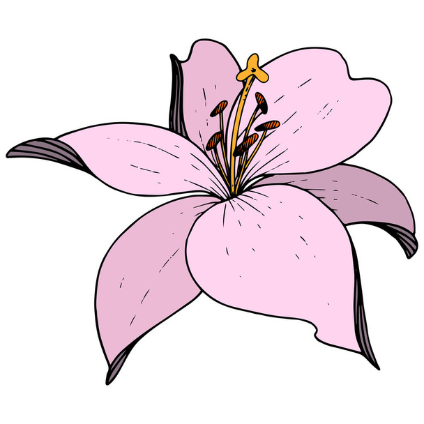 Vettore Giglio Rosa fiore botanico floreale. Incisione a inchiostro su sfondo bianco. Elemento isolante di illustrazione del lilium
. - Vettoriali, immagini