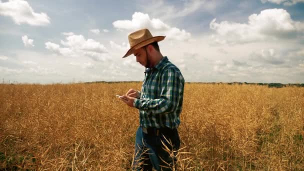 Farmář, který píše na tabletu do canola plantáže - Záběry, video
