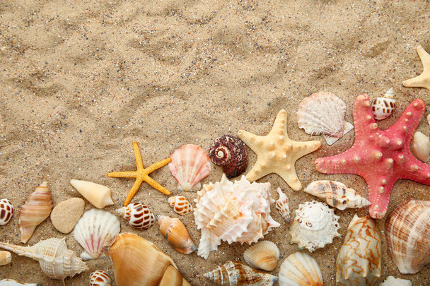 Seashells and starfishes on beach sand - Zdjęcie, obraz