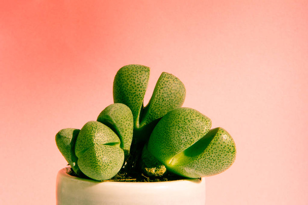 Piccola pianta di cactus su sfondo luminoso stile moderno
 - Foto, immagini