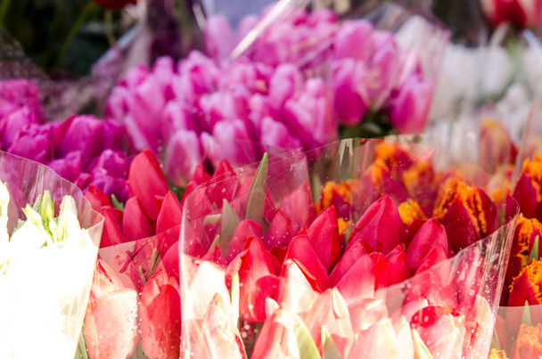 colorful tulips close up - Foto, Imagem