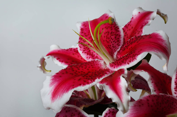A branch of burgundy lilies isolated on a gray background. - 写真・画像