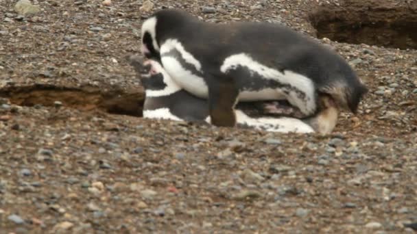 Penguins in patagonia - Séquence, vidéo