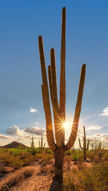 Coucher de soleil au parc national de Saguaro, Tucson, Arizona
 - Photo, image