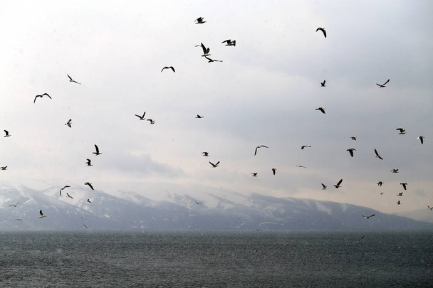 Beautiful spring landscape of a flock of seagulls - Фото, изображение