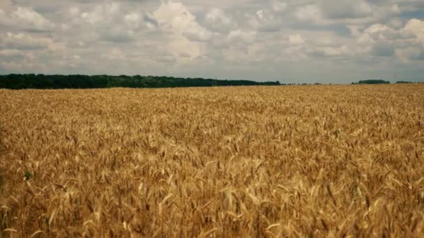 Grain plantation field - Footage, Video